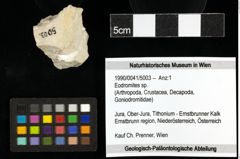 Foto (Objekt + Etiketten) von Eodromites sp. 